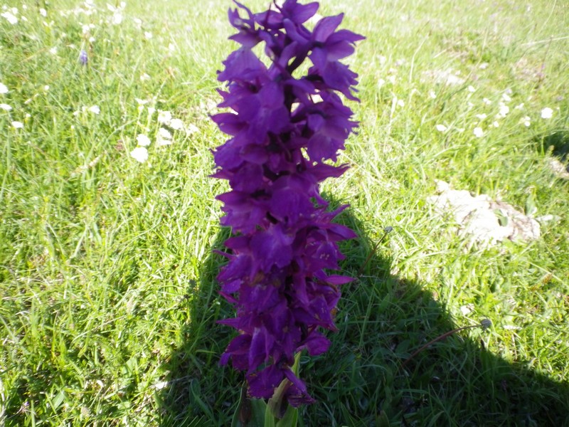 Orchidea in pieno sole - Orchis mascula